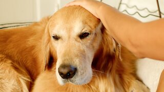 GROOMING OUR 100 POUND GOLDEN RETRIEVER IN SLOMO