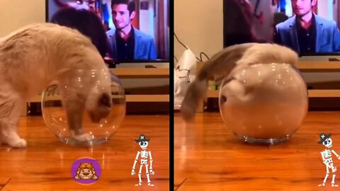 Can this Cat Fits in Fish Bowl