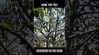 What is this Mysterious tree