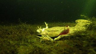Bizarre salamander struggles with frog under the ice