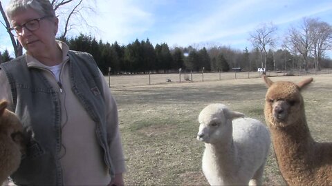 The Farmers of Whately - Tall Grass Alpaca Farm