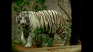 Rare White Tigers