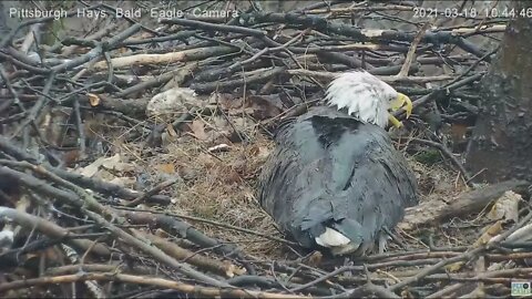 Hays Eagles Mom gets gift fish from Dad in the rain 2021 03 18 10:44AM