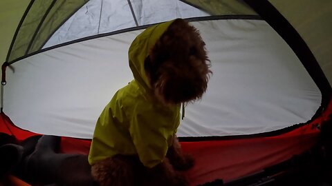 4 days canoeing the Allagash River with our Goldendoodle Sage.