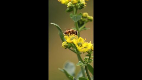 video of honey bees