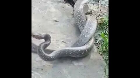 LIVE DICTIONARY - Most Beautiful Animal Footages ~ SNAKE || NEWSKFM.