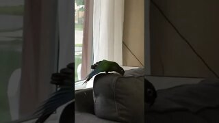 My bird stretching