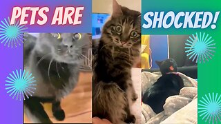 Pets are shocked!