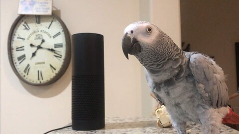 Smartest most conversational parrot ever. Petra the home automation expert, African Grey