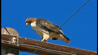 Hawk on a Telephone Pole