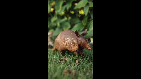 Amazing facts about armadillo.