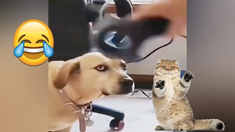 New Funny Animals 😂| Funniest Cats and Dogs Videos | Part 17 😺🐶