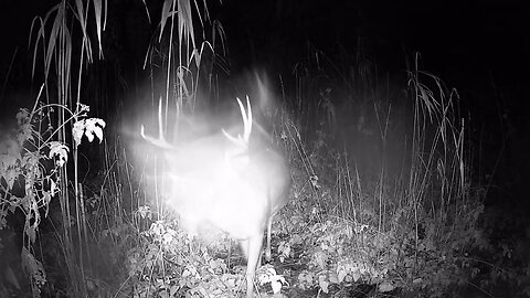 Trail Camera: Whitetail Buck