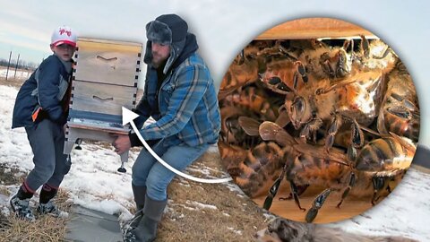 Are these BEES frozen? Now's the time to move them...