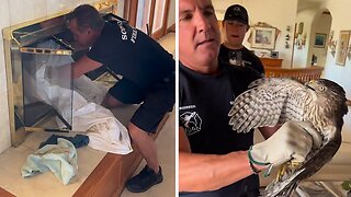 Firefighter rescues hawk trapped in fireplace