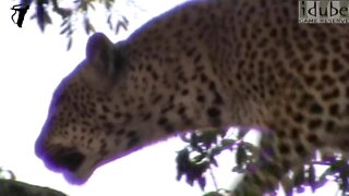 Close-Up Leopard Roar