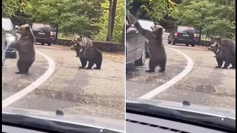 RUSSIAN Bear HIGH FIVES HUMAN but MAMA BEAR loses it