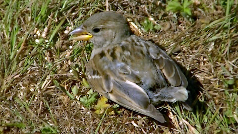 IECV NV #450 - 👀 Baby House Sparrow Is Now Eating Seeds🐥 7-29-2017