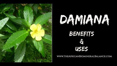 12 BENEFITS & USES OF DAMIANA