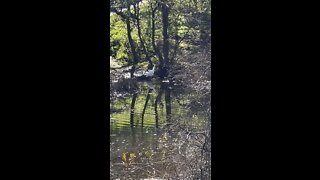 Heron Bird @ Hidden Lakes Park