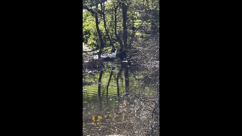 Heron Bird @ Hidden Lakes Park