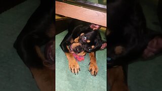 Cute Funny Rottweiler! 🐶 #shorts #short #viral #youtube #like