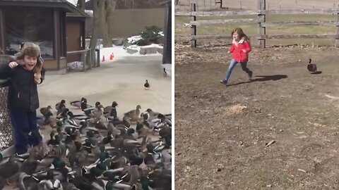 Ducks invasion! Kid getting chased by a duck