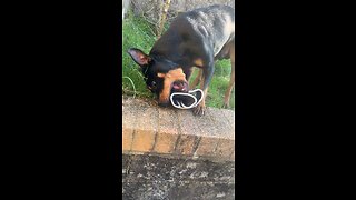 Rottweiler Enjoys Chewing Boxing Glove