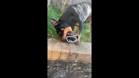 Rottweiler Enjoys Chewing Boxing Glove