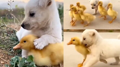 CARING DOG WITH CHICKS 🐤🐥🐕🐶