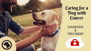 Caring For A Dog With Cancer | DOG HEALTH 🐶 Brooklyn's Corner