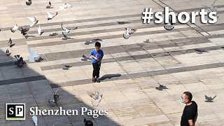 Doves in Shenzhen