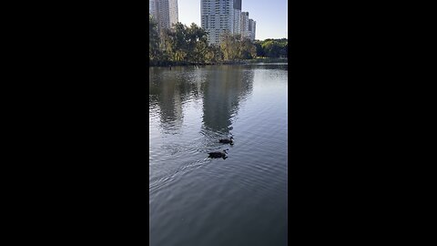 Sydney Olympic park #australia