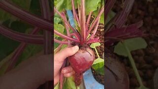 Beets in aquaponics system #shorts