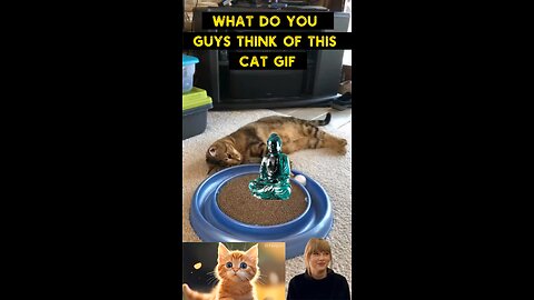 Cute Cat Gif