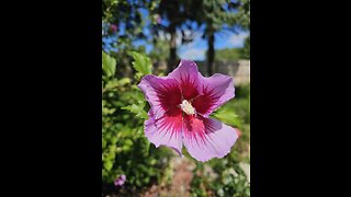 Paradise Island Flowers