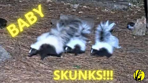 Spritz and Squea|👆👆Curious Baby Skunks and Their Playful Attempts to Spray🤪🤪