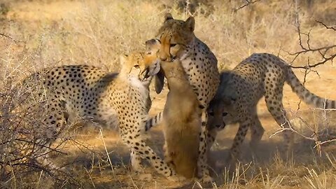 A Cheetah Hunting video #video #lion #news