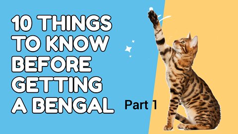 10 Things to know before getting a Bengal cat