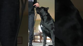 TEACH Cane Corso To STAY - WORKS EVERYTIME #shorts #viral