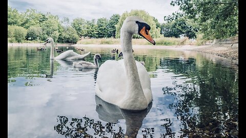 5 Fun Facts About The Mute Swan