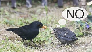 FUNNY VIDEO! Baby Bird Rejecting the FOOD from Her PARENT