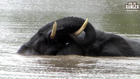 Elephant Bulls Swimming And Playing | Archive Footage