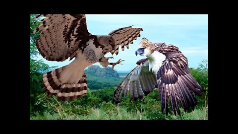Harpy EAGLE VS Philippine EAGLE [ REALITY ]
