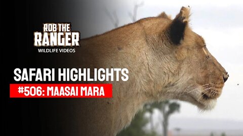 Safari Highlights #506: 06 & 07 October 2018 | Maasai Mara/Zebra Plains | Latest Wildlife Sightings