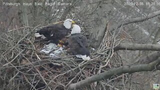 Hays Eagles Mom on nest Dad gets leaves 2020 12 28 325pm