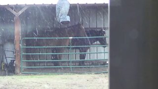 Texas Snow Storm Feb 2020 - Just An Update On Horses & Critters