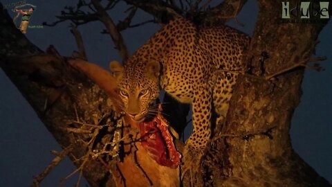 Leopard In A Tree With Her Dinner