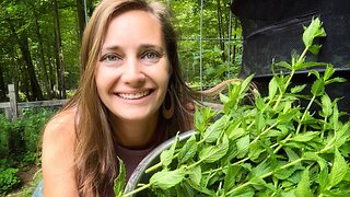 Harvesting Medicinal Herbs for Tea