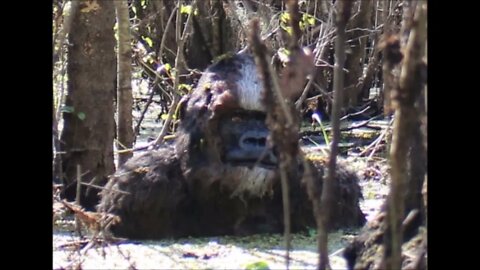Crystal Clear High Resolution Photographs Of A Skunk Ape Paranormal News